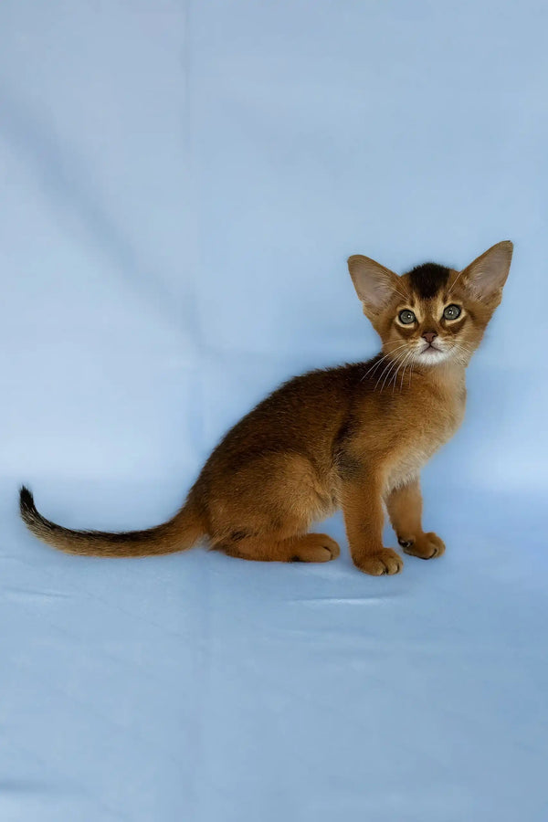 Zevs | abyssinian kitten
