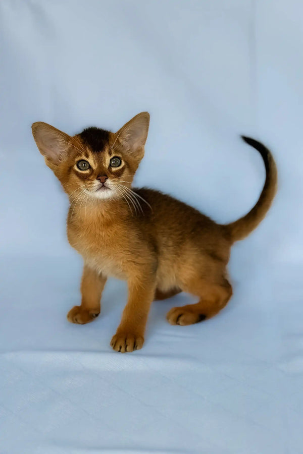 Zevs | abyssinian kitten