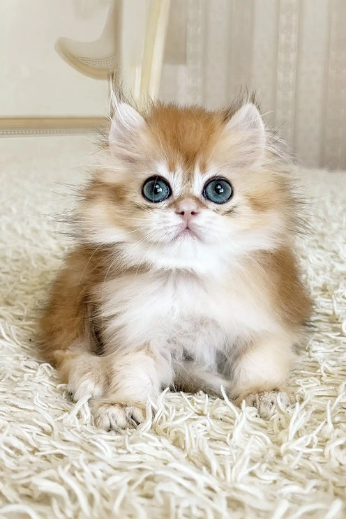 What is the Cheapest Breed of Cat: Top Affordable Feline Choices