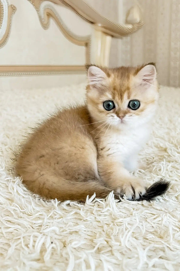 Zherom | british shorthair kitten