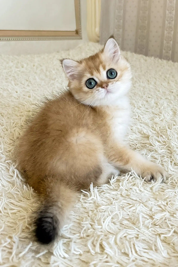 Zherom | british shorthair kitten