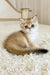 Zherom | british shorthair kitten