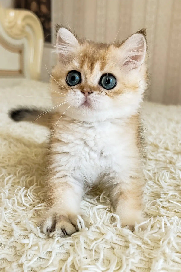 Zherom | british shorthair kitten