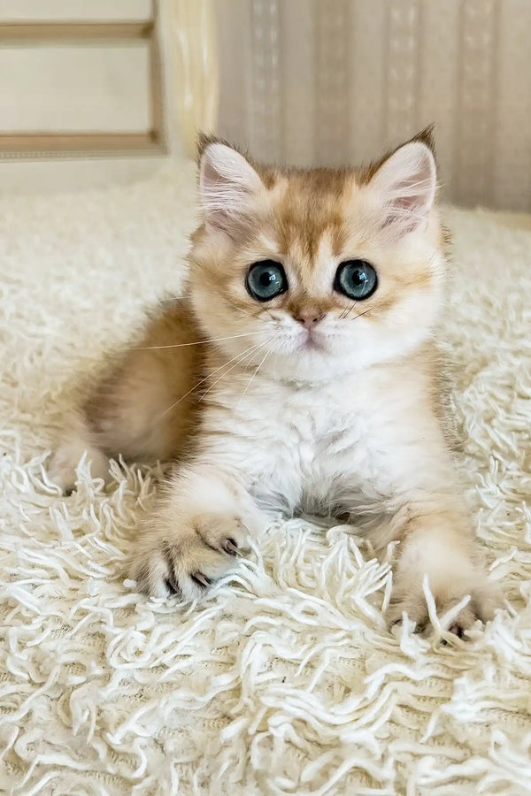 Zherom | british shorthair kitten