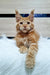 Ginger Maine Coon kitten with fluffy fur and cute ear tufts for Zherom product