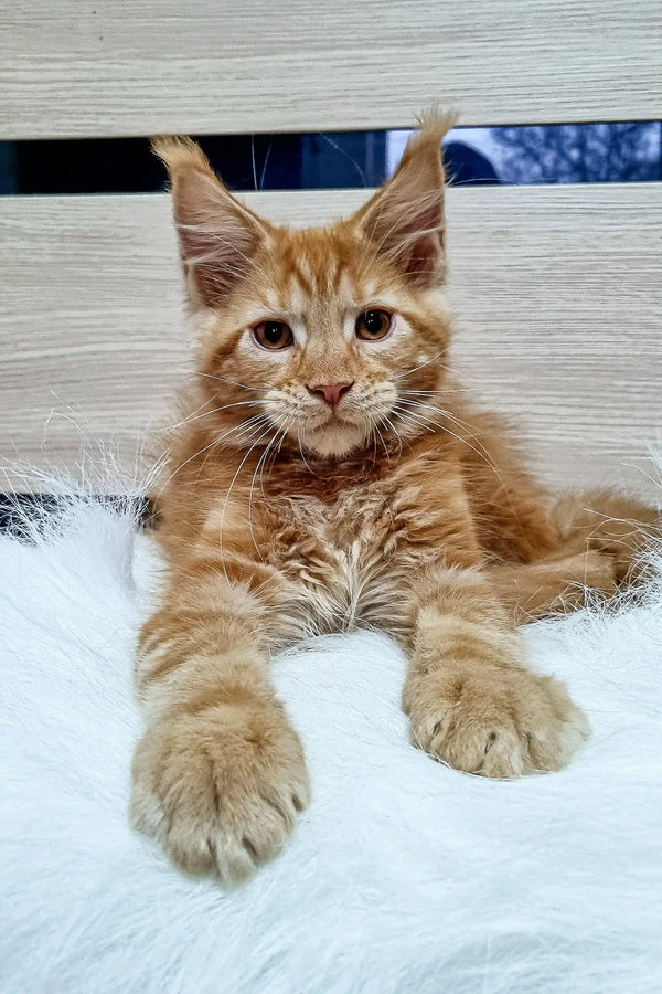 Ginger Maine Coon cat lounging with outstretched paws on Zherom kitten product