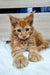 Adorable ginger Maine Coon kitten with fluffy fur and cute ear tufts in Zherom product