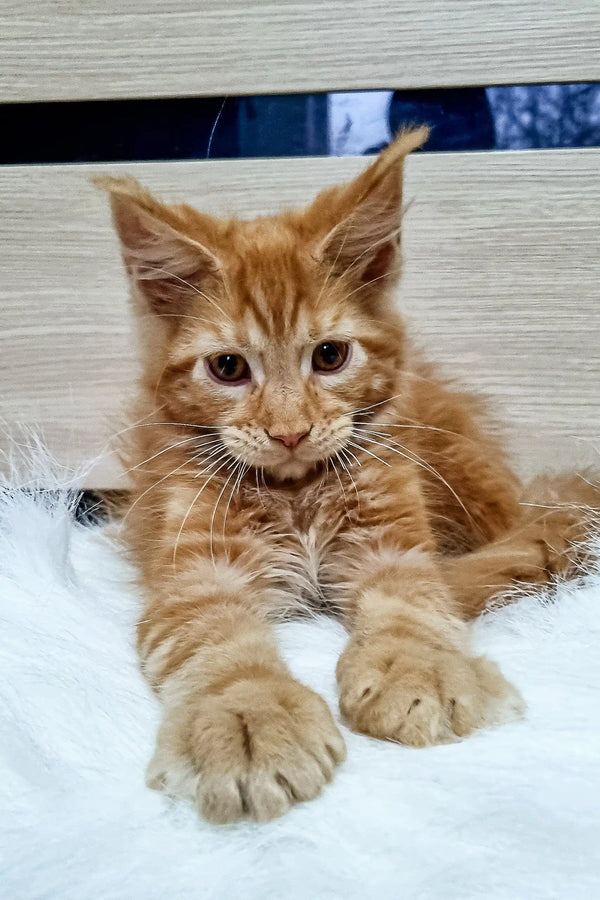 Adorable ginger Maine Coon kitten with fluffy fur and cute ear tufts in Zherom product