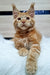 Ginger Maine Coon kitten with fluffy fur and cute ear tufts from Zherom