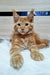 Orange Maine Coon kitten with ear tufts lounging in Zherom product showcase