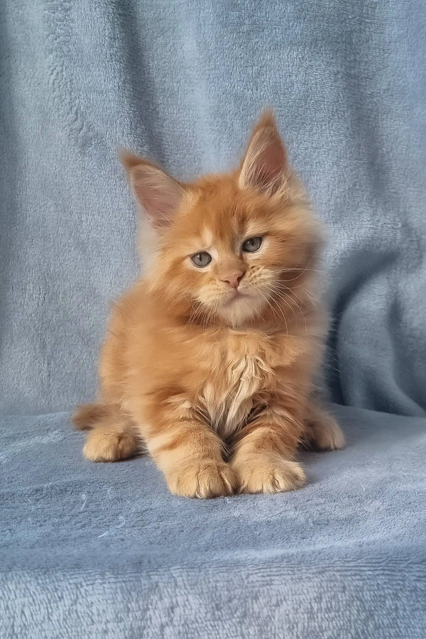 Zico | maine coon kitten