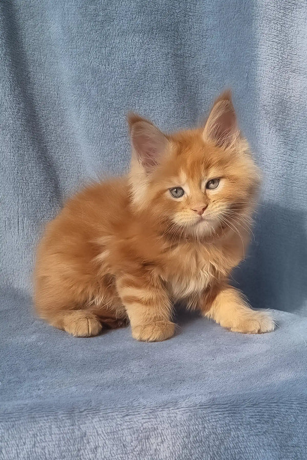 Zico | maine coon kitten
