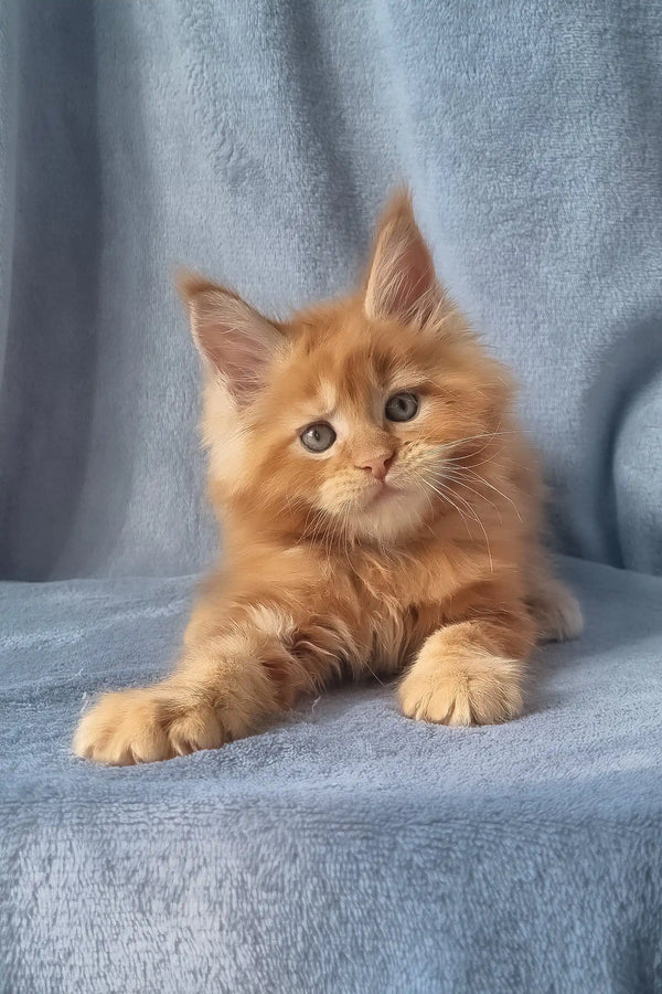Zico | maine coon kitten