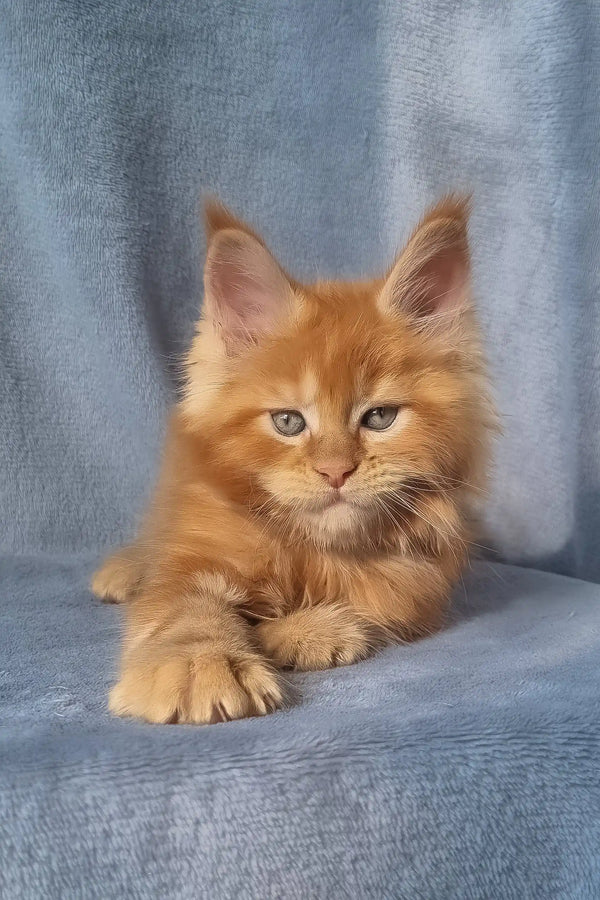 Zico | maine coon kitten