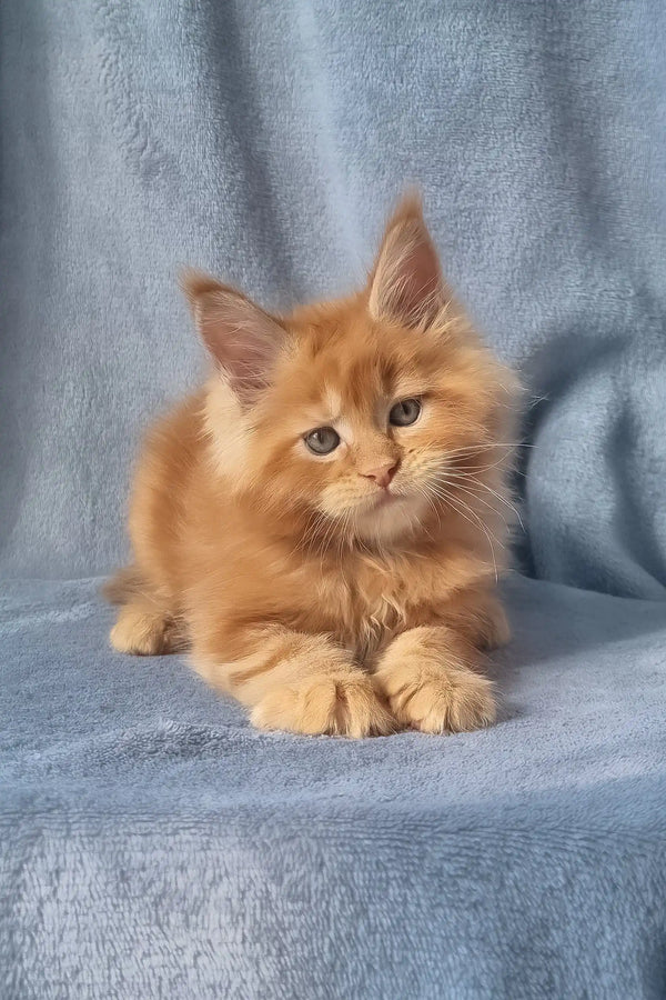 Zico | maine coon kitten