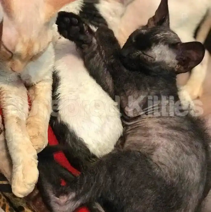 Devon Rex Kittens & Cats For Sale Ziggy | Kitten