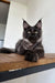 Black Maine Coon kitten Ziggy with ear tufts and striking eyes ready for adventure