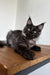 Black Maine Coon kitten Ziggy with fluffy fur and ear tufts lying on wood