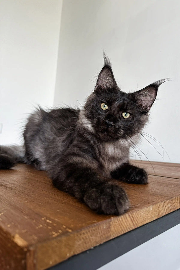 Black Maine Coon kitten Ziggy with fluffy fur and ear tufts lying on wood