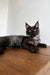 Maine Coon kitten Ziggy with dark fur and ear tufts lounging on a wooden surface