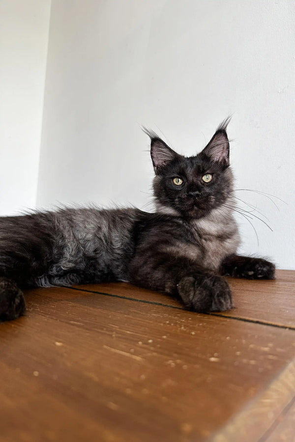 Maine Coon kitten Ziggy with dark fur and ear tufts lounging on a wooden surface