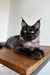 Maine Coon kitten Ziggy with green eyes and fluffy fur lounging on wood surface