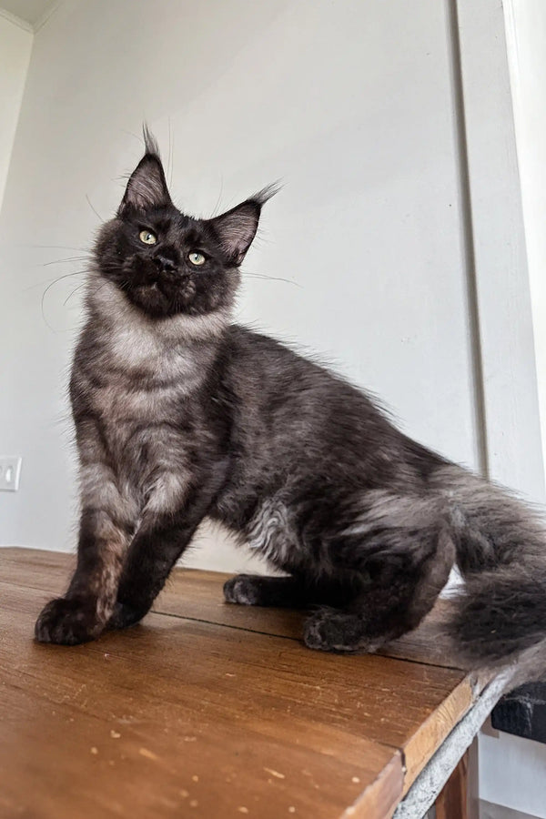 Fluffy Maine Coon kitten Ziggy with adorable ear tufts and playful personality