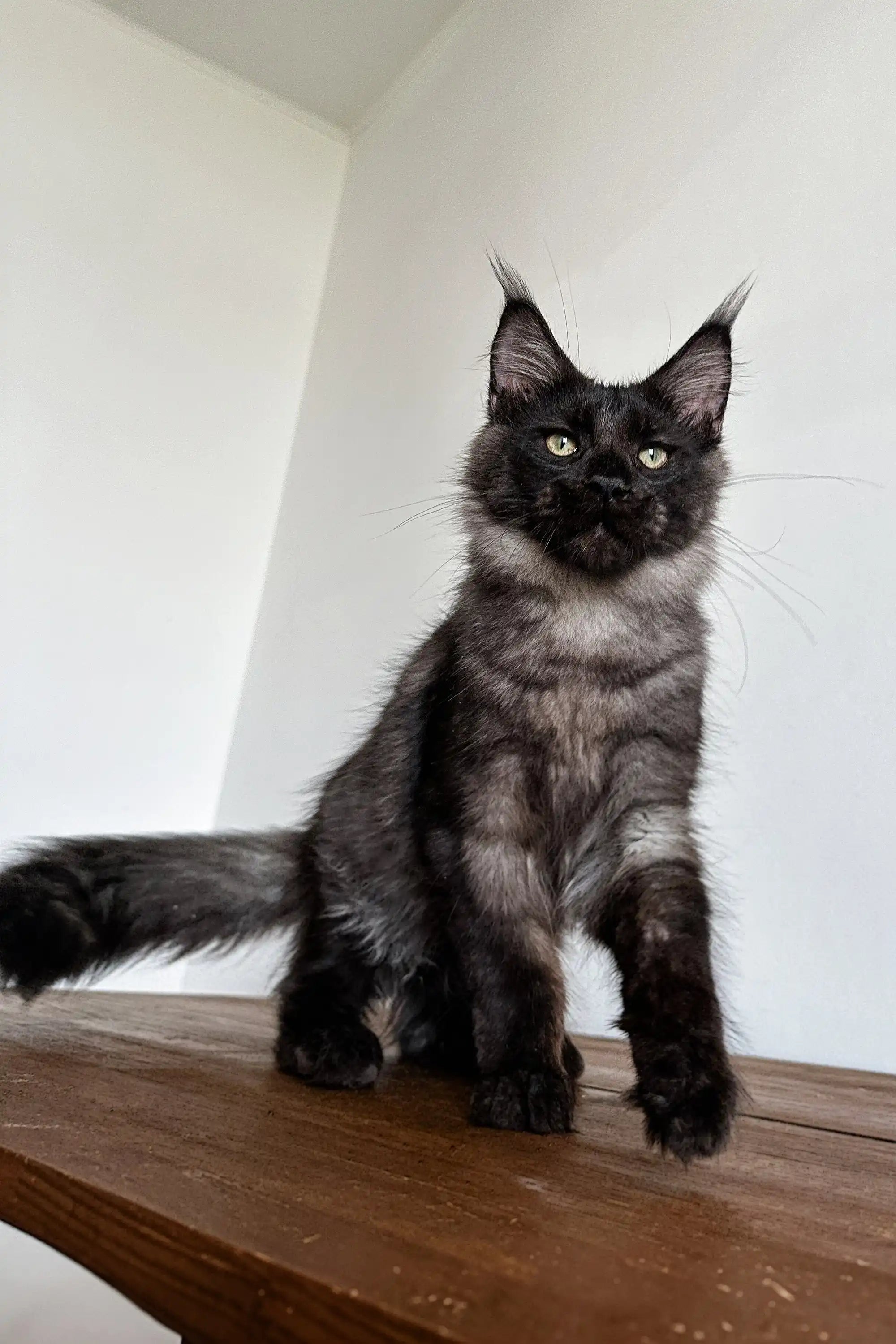 Maine Coon Kittens for Sale Ziggy | Kitten