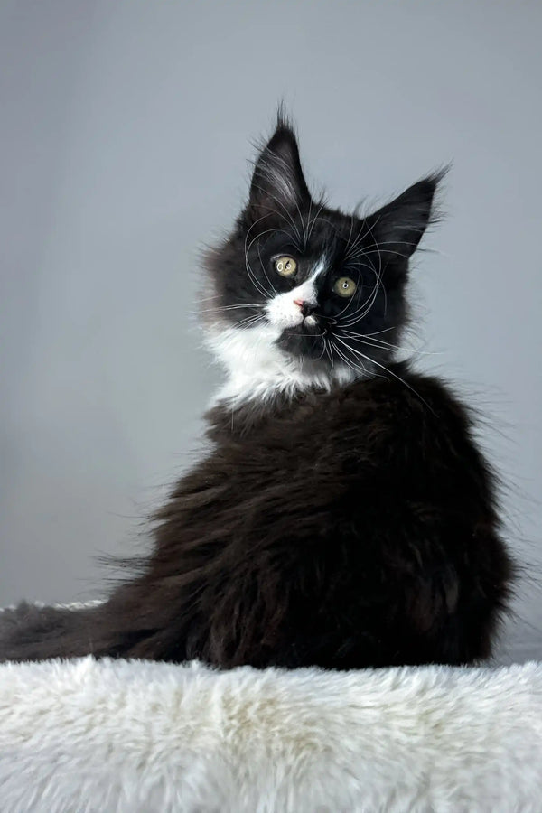 Black and white Maine Coon cat featured in Zigzag Maine Coon Kitten product