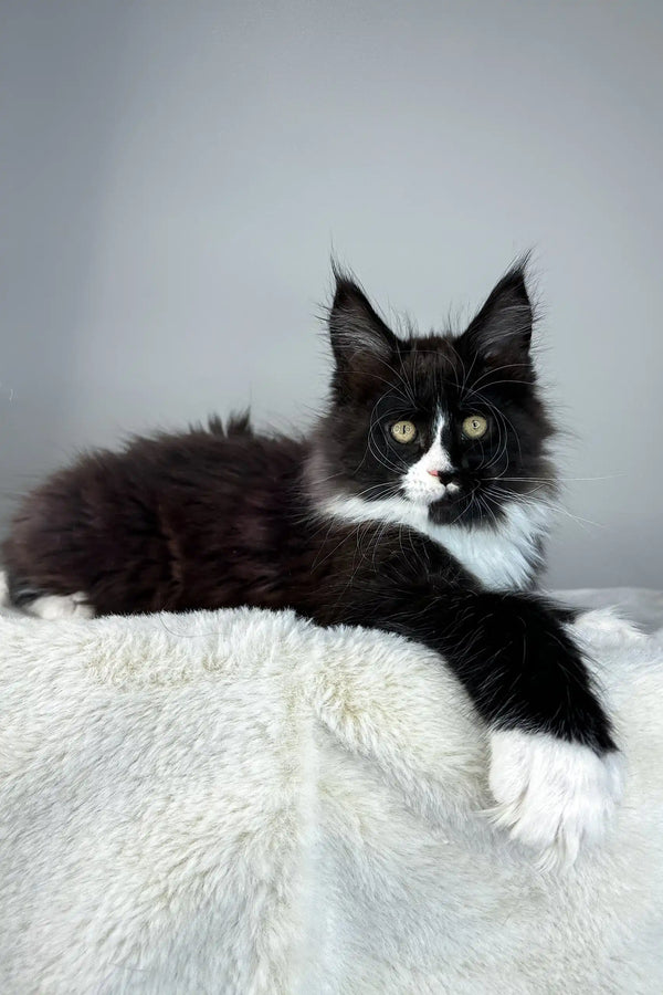 Cute black and white Maine Coon cat in the Zigzag Maine Coon Kitten product