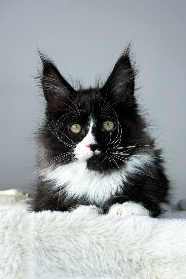 Adorable black and white Maine Coon kitten from Zigzag | Maine Coon Kitten collection