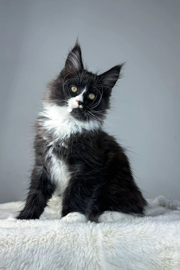 Adorable black and white Maine Coon kitten featured in Zigzag Maine Coon Kitten product