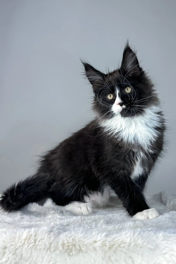 Adorable black and white Maine Coon kitten from Zigzag | Maine Coon Kitten collection