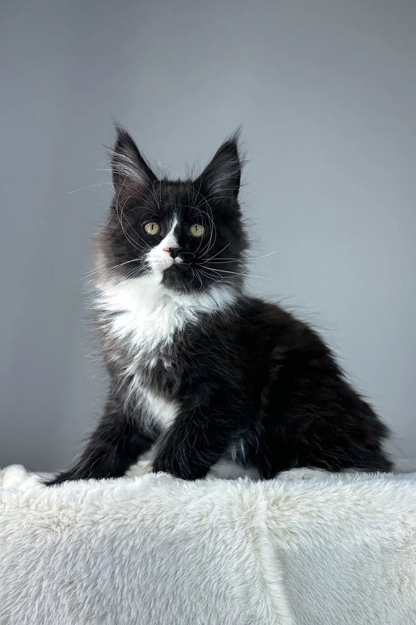 Black and white Maine Coon kitten in Zigzag product for adorable pet lovers