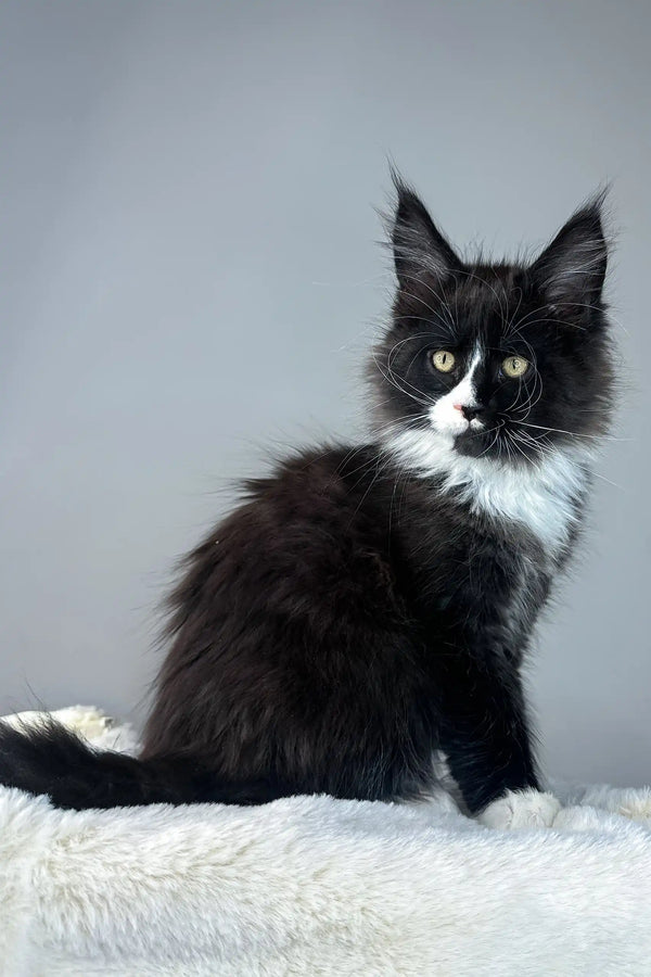 Adorable black and white Maine Coon kitten from the Zigzag collection