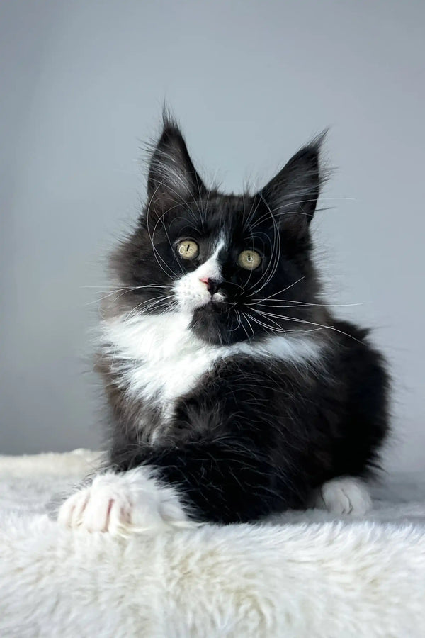 Cute black and white Maine Coon kitten featured in Zigzag Maine Coon Kitten product