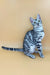 Silver Bengal cat with striking spots in Zima Bengal Kitten product image