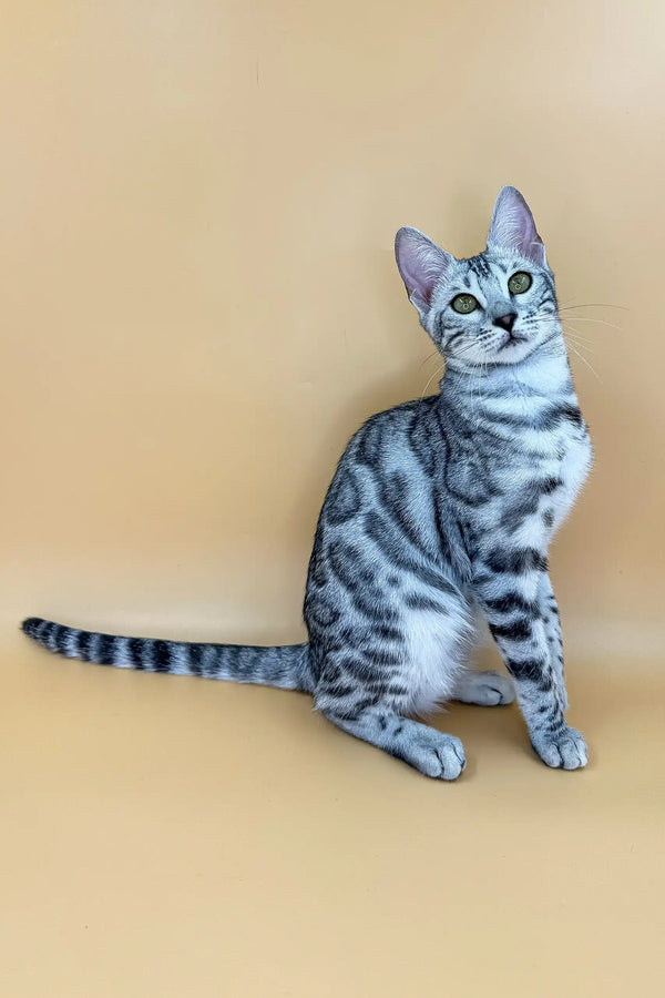 Silver Bengal cat with striking spots in Zima Bengal Kitten product image