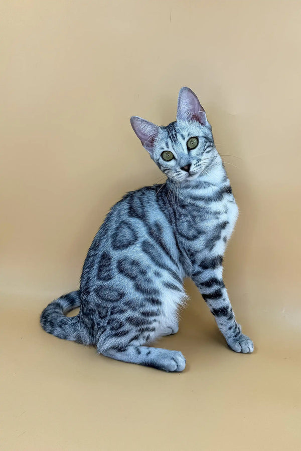 Silver Bengal cat with rosette markings, featured in Zima | Bengal Kitten product