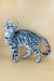 Spotted silver Bengal cat Zima showing off its stunning coat and playful personality