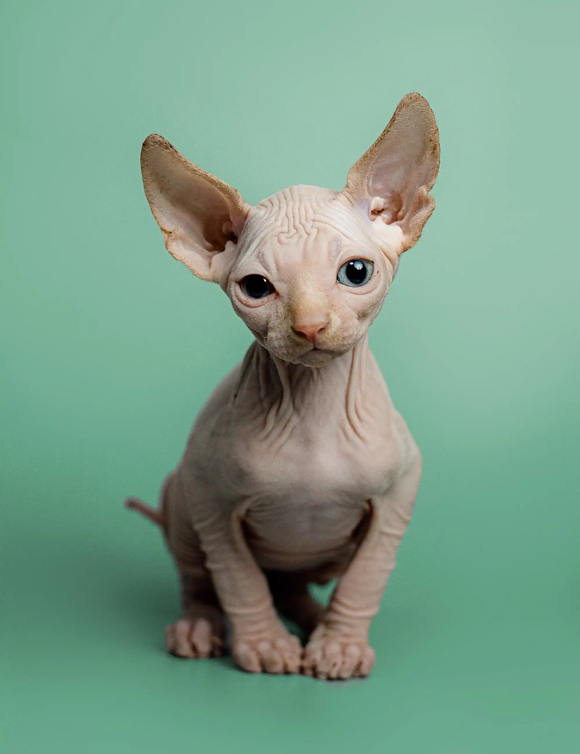 Hairless Sphynx Cats & Kittens for Sale Zion | Kitten