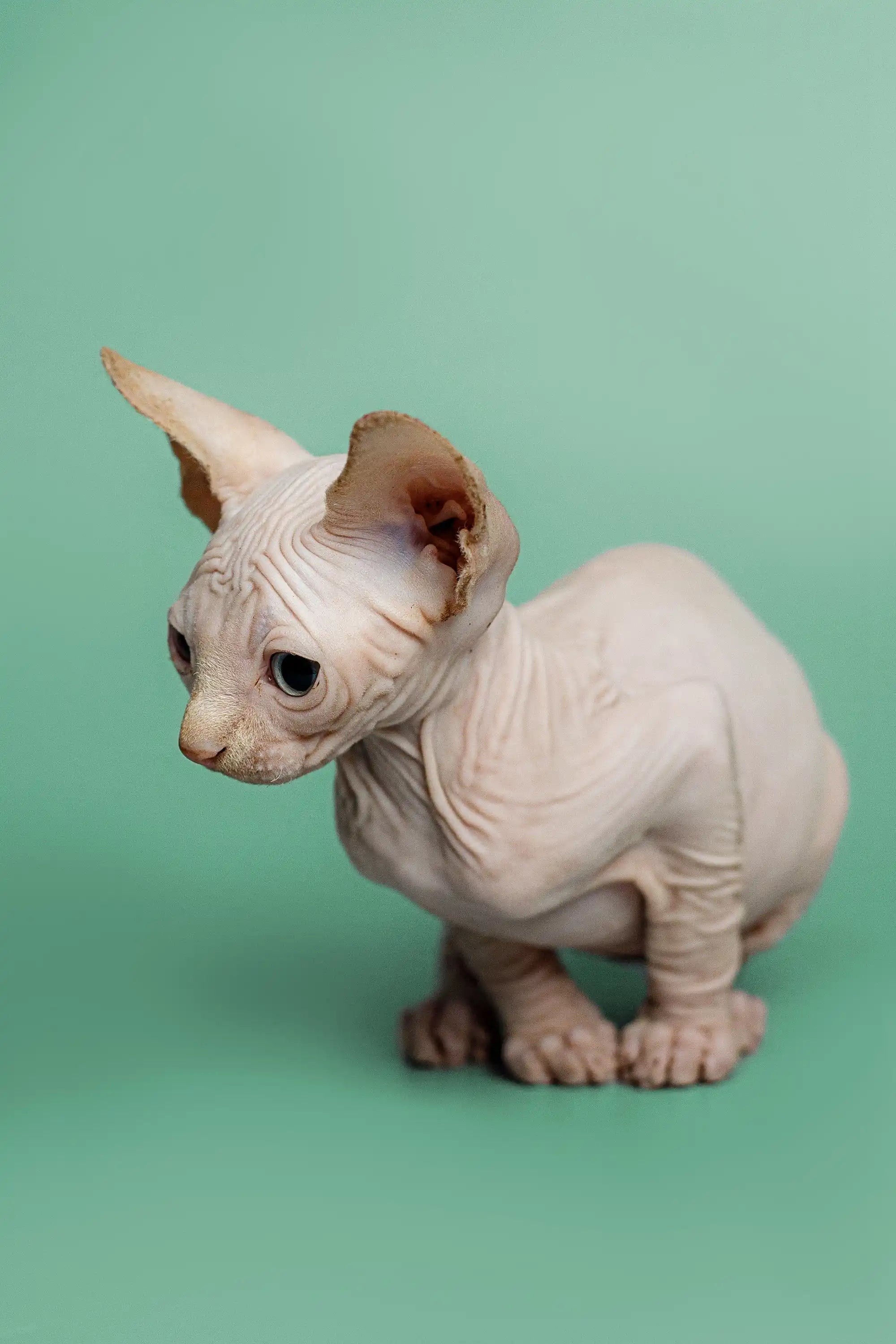 Hairless Sphynx Cats & Kittens for Sale Zion | Kitten