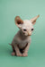 Adorable Hairless Sphynx kitten with big ears, wrinkled skin, and charming red point