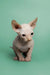 Adorable Hairless Sphynx kitten with large ears and wrinkled skin for Zion