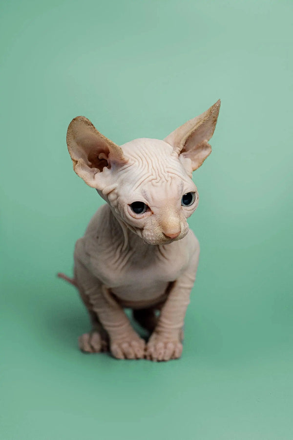Adorable Hairless Sphynx kitten with large ears and wrinkled skin for Zion