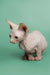 Charming red point male Sphynx kitten with wrinkled skin and large ears