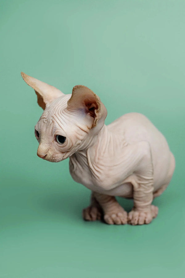 Charming red point male Sphynx kitten with wrinkled skin and large ears