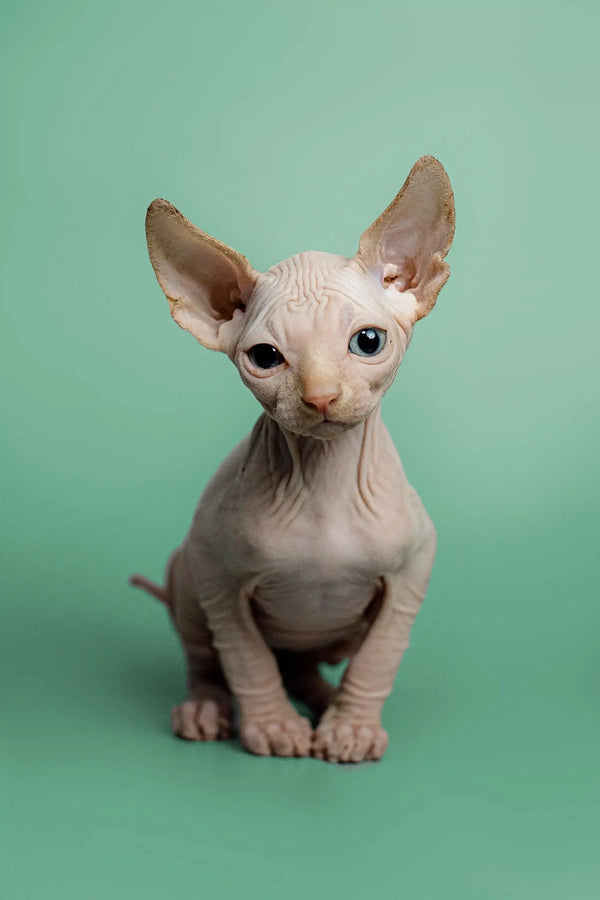 Charming red point male Sphynx kitten with big ears and wrinkled skin for sale