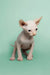 Charming red point male Sphynx kitten with wrinkled skin and big ears