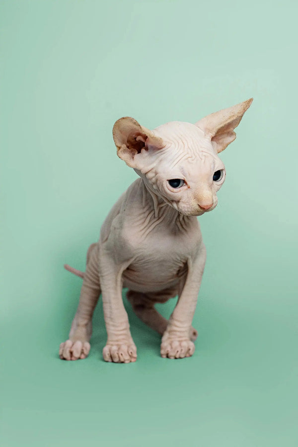 Charming red point male Sphynx kitten with wrinkled skin and big ears